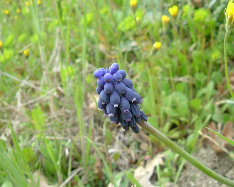 Muscari neglectum